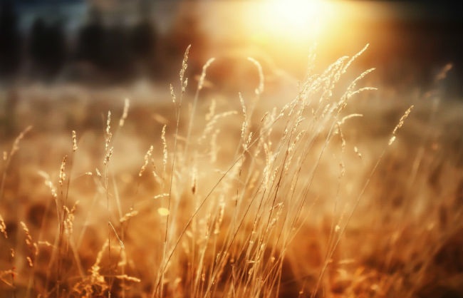 I Will Shine Tomorrow In The Sun